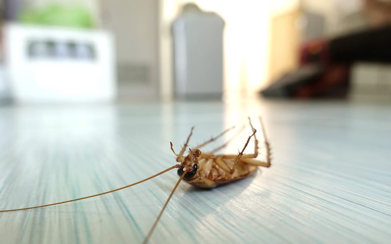 cockroaches exterminator​ in Panama | eliminar cucarachas en Panamá