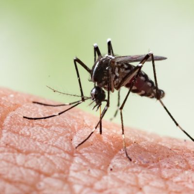 Eliminar mosquitos en Panamá