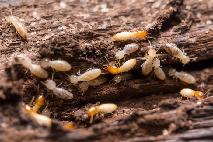 eliminar termitas en Panamá