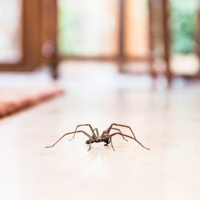 Eliminar Arañas en Panamá