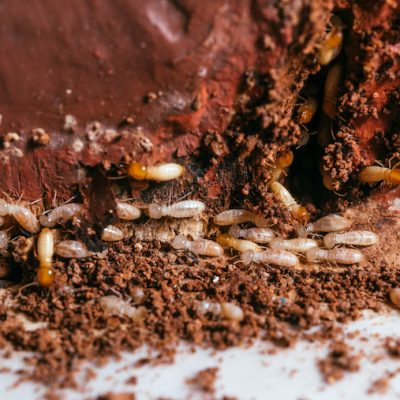 Control De Comejen en panamá | comejen pest control in Panama