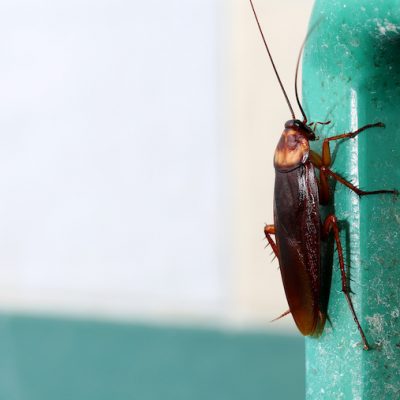 servicio de fumigación contra cucarachas en Panamá