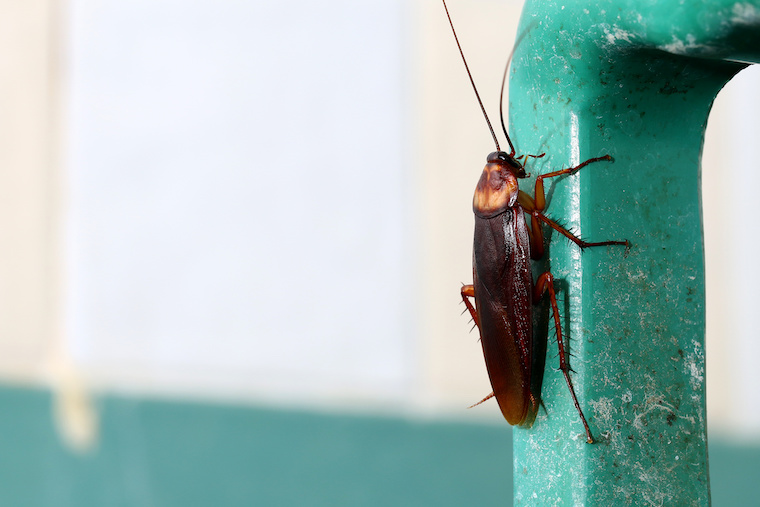 servicio de fumigación contra cucarachas en Panamá | Fumigation Against Cockroaches in Panama