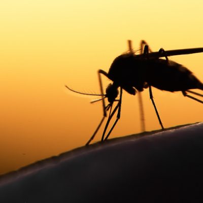 Fumigar Contra Mosquitos en Panamá | Fumigate Against Mosquitoes in Panama