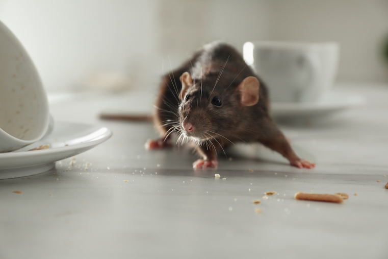 eliminar ratones en Panamá | Eliminate Mice In Panama