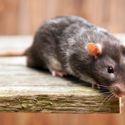 Control De Ratas Para Casas en Panamá | Rat Control For Houses in Panama