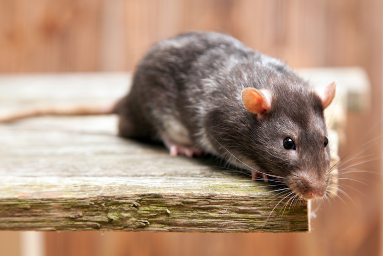 Control De Ratas Para Casas en Panamá | Rat Control For Houses in Panama