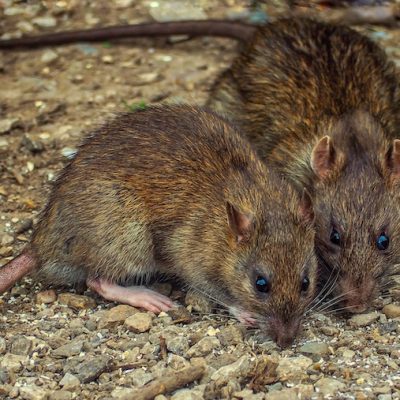 control de plaga de ratones en Panamá | Mice Pest Control in Panama