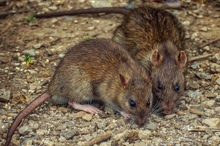 Eliminar las ratas de la casa en Panamá