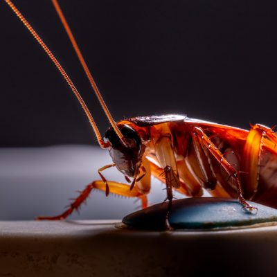 Fumigation against Cockroaches in Panama