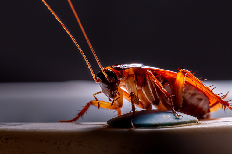 Fumigation against Cockroaches in Panama