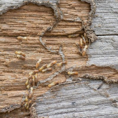 Eliminar termita en Panamá | eliminate termite in Panama