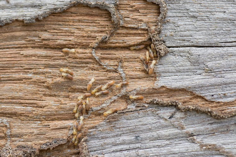 Eliminar termita en Panamá | eliminate termite in Panama