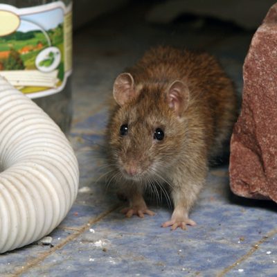 eliminar las ratas de la casa en Panamá - Get rid of rats in the house in Panama