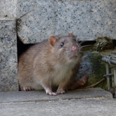 cómo eliminar ratas de las casas en Panamá | how to eliminate rats from houses in Panama