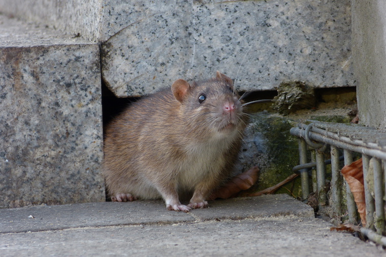 cómo eliminar ratas de las casas en Panamá | how to eliminate rats from houses in Panama