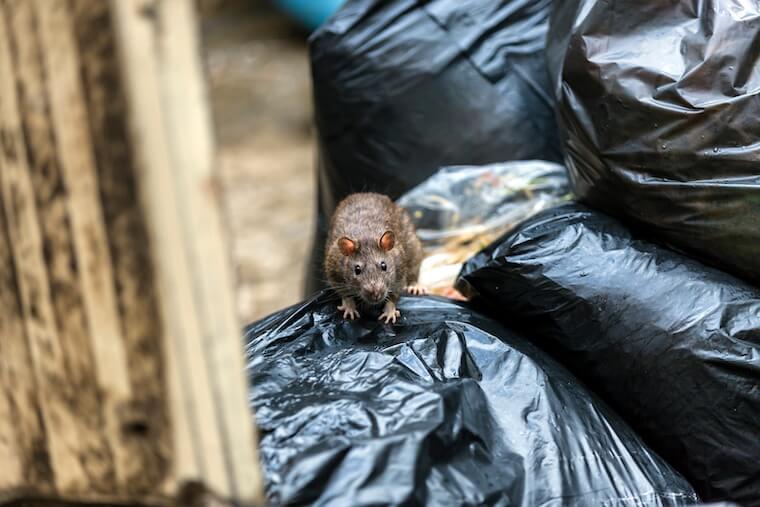 Control integral de roedores en panamá : comprehensive rodent control in Panama