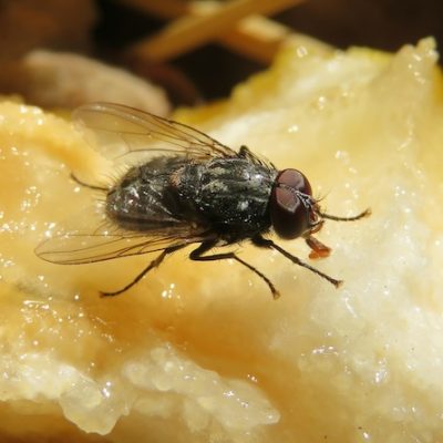 Eliminar moscas en la casa en Panamá : eliminate flies in the house in Panama