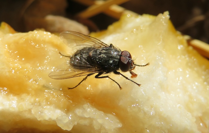 Eliminar moscas en la casa en Panamá : eliminate flies in the house in Panama